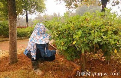 如何做園林的綠化養(yǎng)護工作？(圖5)