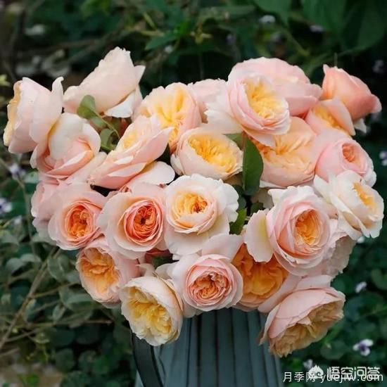 有哪些花友必備的月季花品種可以推薦下？(圖1)