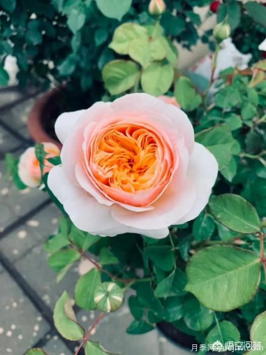 有哪些花友必備的月季花品種可以推薦下？(圖2)
