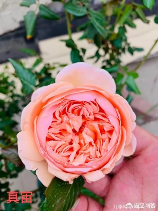 有哪些花友必備的月季花品種可以推薦下？(圖11)