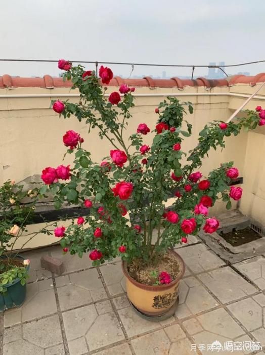 有哪些花友必備的月季花品種可以推薦下？(圖9)