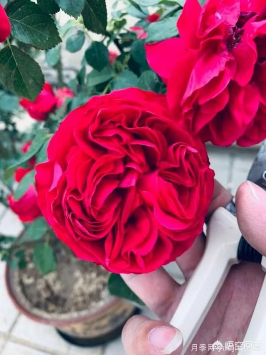 有哪些花友必備的月季花品種可以推薦下？(圖7)