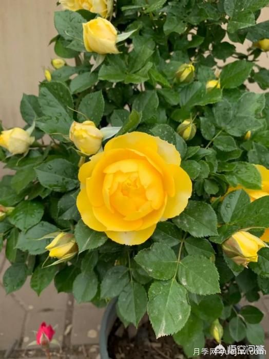 有哪些花友必備的月季花品種可以推薦下？(圖20)