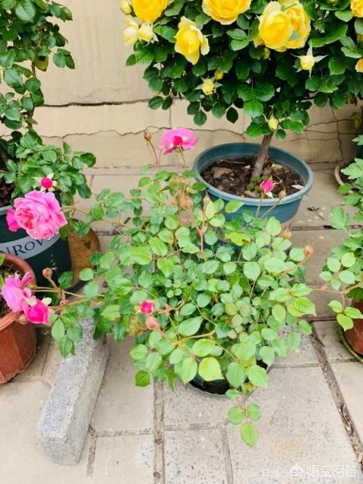 有哪些花友必備的月季花品種可以推薦下？(圖16)