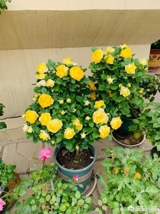 有哪些花友必備的月季花品種可以推薦下？(圖19)
