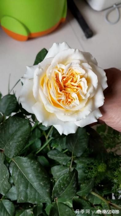 有哪些花友必備的月季花品種可以推薦下？(圖14)