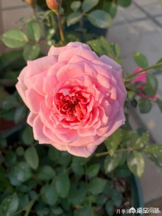 有哪些花友必備的月季花品種可以推薦下？(圖17)