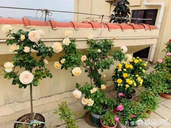 有哪些花友必備的月季花品種可以推薦下？(圖15)