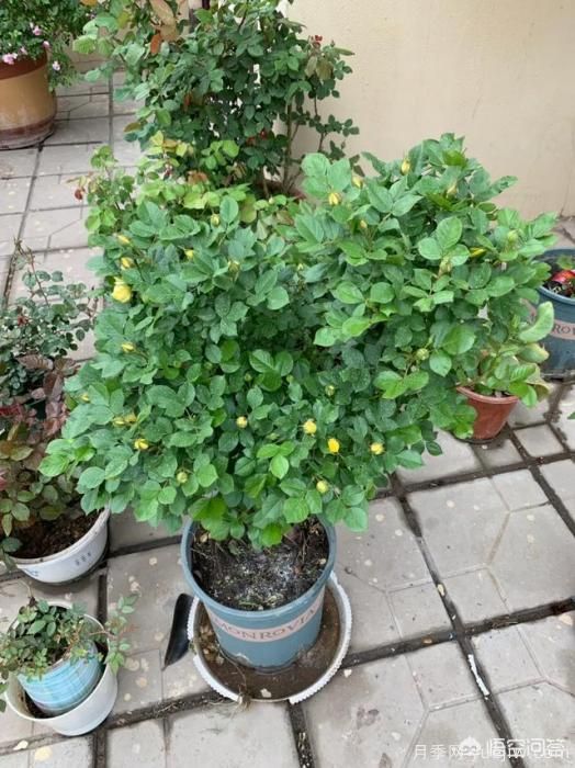 有哪些花友必備的月季花品種可以推薦下？(圖21)