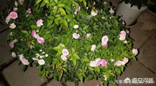 有哪些花友必備的月季花品種可以推薦下？(圖27)