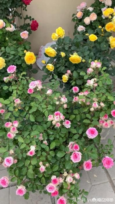 有哪些花友必備的月季花品種可以推薦下？(圖30)