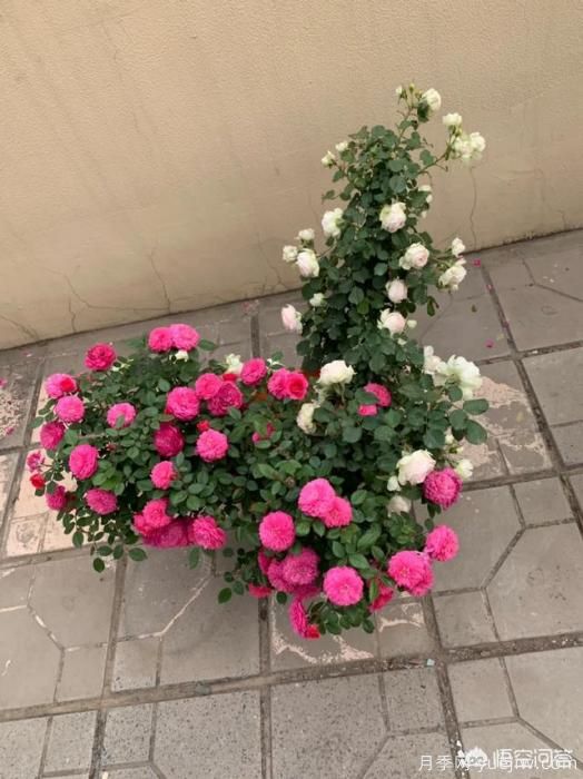 有哪些花友必備的月季花品種可以推薦下？(圖31)