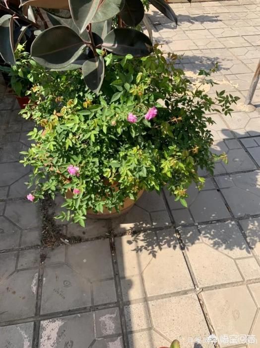 有哪些花友必備的月季花品種可以推薦下？(圖26)