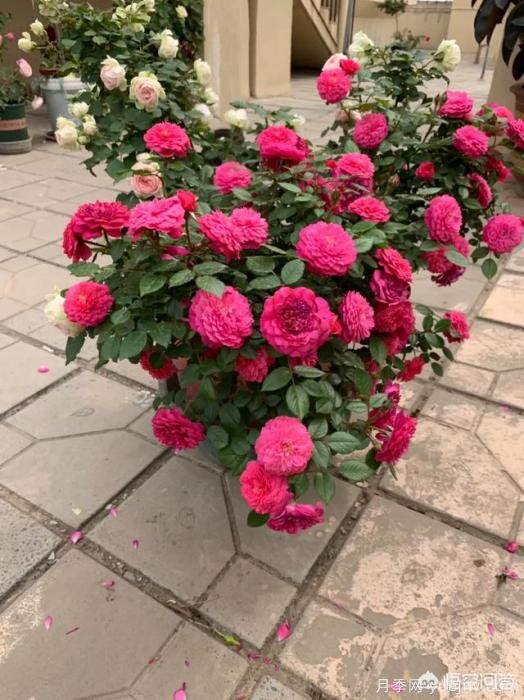 有哪些花友必備的月季花品種可以推薦下？(圖32)