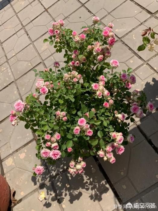 有哪些花友必備的月季花品種可以推薦下？(圖29)