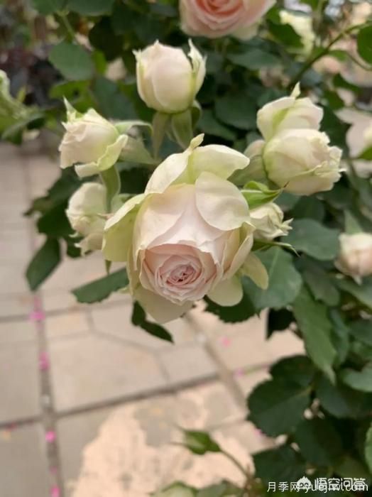 有哪些花友必備的月季花品種可以推薦下？(圖36)