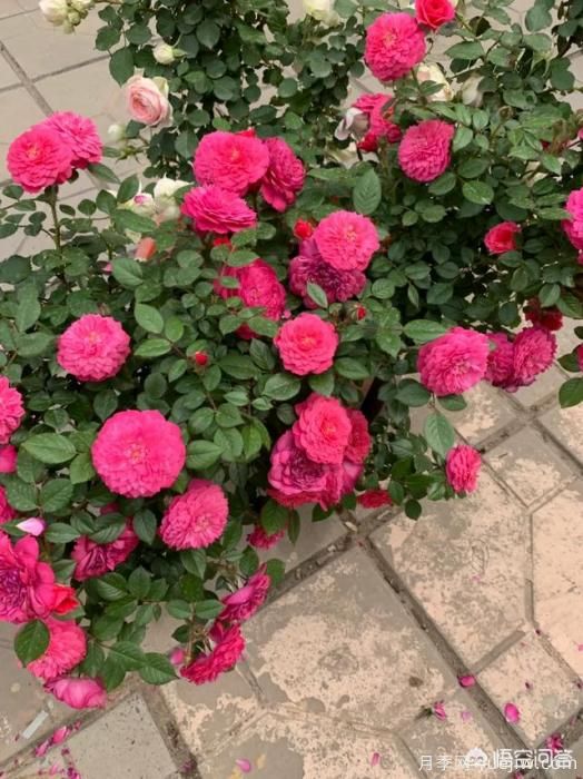 有哪些花友必備的月季花品種可以推薦下？(圖33)