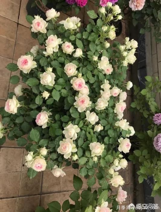 有哪些花友必備的月季花品種可以推薦下？(圖37)