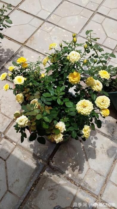 有哪些花友必備的月季花品種可以推薦下？(圖41)