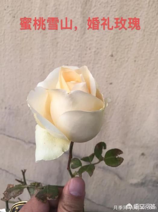 有哪些花友必備的月季花品種可以推薦下？(圖42)