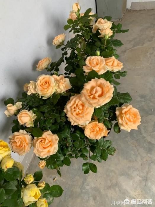 有哪些花友必備的月季花品種可以推薦下？(圖44)