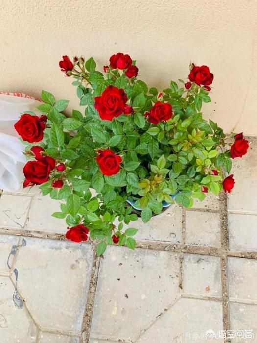 有哪些花友必備的月季花品種可以推薦下？(圖38)