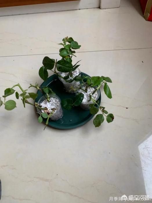 有哪些花友必備的月季花品種可以推薦下？(圖49)
