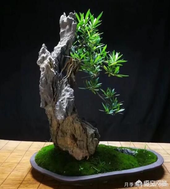 什么是山水盆景？山水盆景的形式有哪些？(圖9)