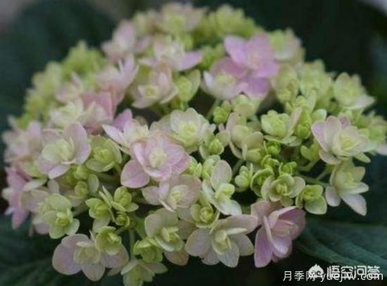 繡球花葉子小是怎么回事？(圖2)