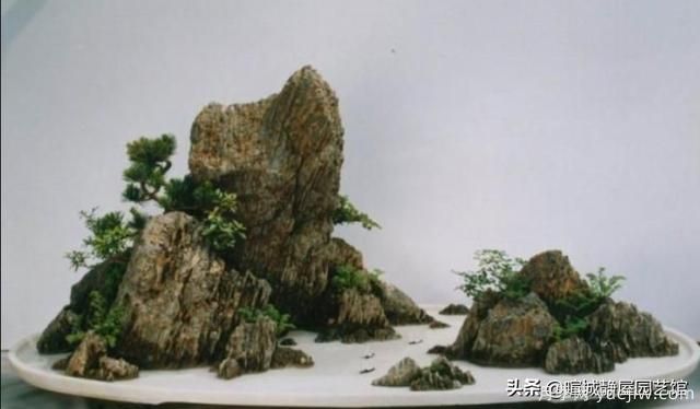 什么是山水盆景？山水盆景的形式有哪些？(圖4)