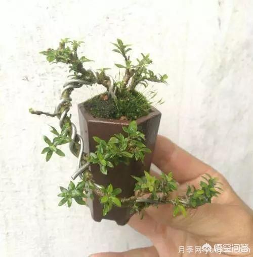 哪些樹種可以做街道綠化樹種？(圖21)