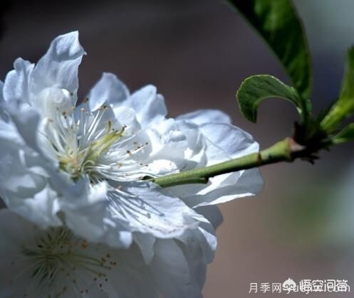 紅葉碧桃算是果樹(shù)還是綠化樹(shù)？(圖2)