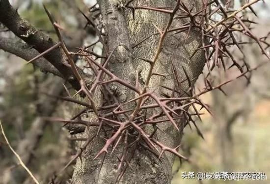 皂角樹在田間能做造型嗎？為什么？(圖3)