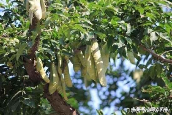 皂角樹在田間能做造型嗎？為什么？(圖2)