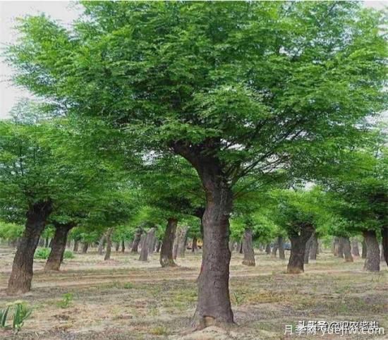 皂角樹在田間能做造型嗎？為什么？(圖1)