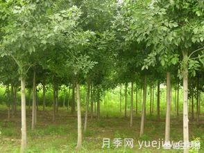 現(xiàn)在什么苗木種植前景好？(圖4)
