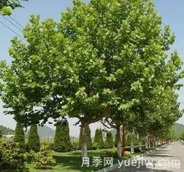 現(xiàn)在什么苗木種植前景好？(圖2)