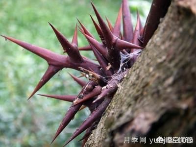 皂角樹一畝地種植多少株合適？(圖2)