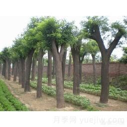 現(xiàn)在什么苗木種植前景好？(圖3)