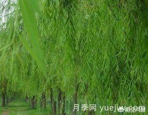 現(xiàn)在什么苗木種植前景好？(圖7)