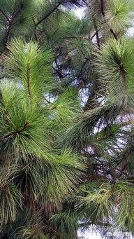現(xiàn)在什么苗木種植前景好？(圖8)