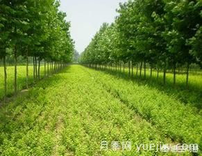 現(xiàn)在什么苗木種植前景好？(圖1)