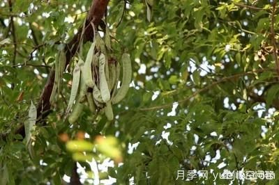 皂角樹一畝地種植多少株合適？(圖4)