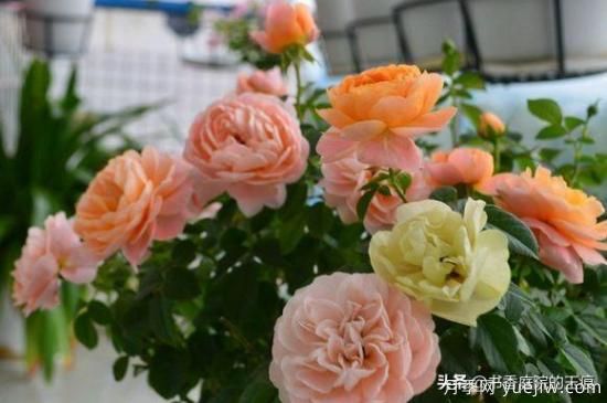 你***喜歡的月季是什么品種？為什么喜歡？(圖4)