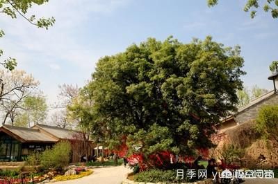 皂角樹一畝地種植多少株合適？(圖5)