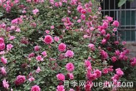 適合做拱門的大型藤本月季，有哪些品種可以推薦？(圖5)