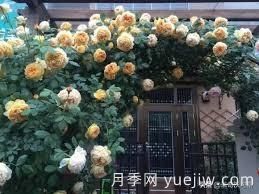 適合做拱門的大型藤本月季，有哪些品種可以推薦？(圖6)