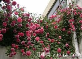 適合做拱門的大型藤本月季，有哪些品種可以推薦？(圖2)