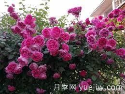適合做拱門的大型藤本月季，有哪些品種可以推薦？(圖1)