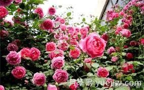 適合做拱門的大型藤本月季，有哪些品種可以推薦？(圖3)